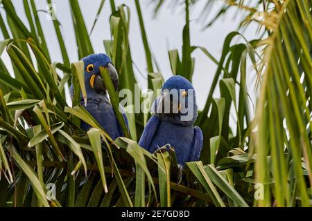 Il macaw di giacinto, Anodorhynchus hyacinthinus, o macaw di iacinzio, è un pappagallo blu profondo bello e grande, che si trova nel Pantal vicino Por Foto Stock