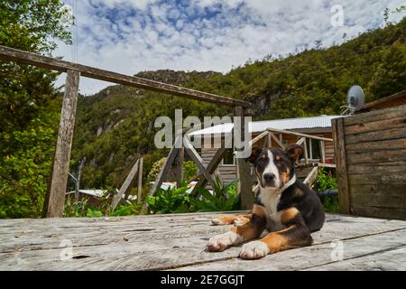 Carino cane cucciolo sui moli di legno e passerelle della città legname Caleta Tortel a Rio Baker lungo la Carretera Austral in Patagonia, Cile, Sout Foto Stock