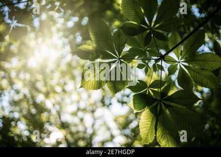 La luce solare e i raggi solari brillano attraverso le foglie in verde alberi che guardano verso il cielo dal basso il giorno d'estate in foresta Foto Stock