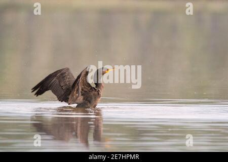 doppio cormorano crestato decollo all'alba Foto Stock