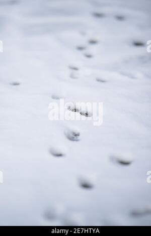 Sfondo invernale con stampe di zampa in neve bianca Foto Stock