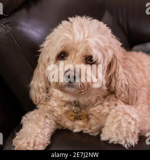Duffy, il cane dell'animale domestico Foto Stock