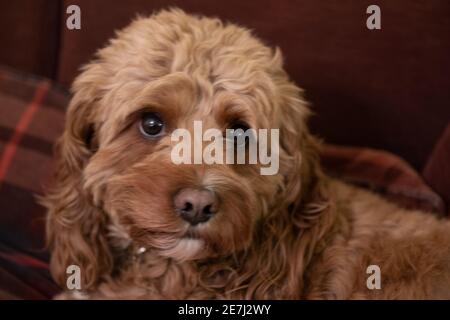 Duffy, il cane dell'animale domestico Foto Stock