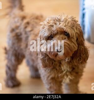 Duffy, il cane dell'animale domestico Foto Stock