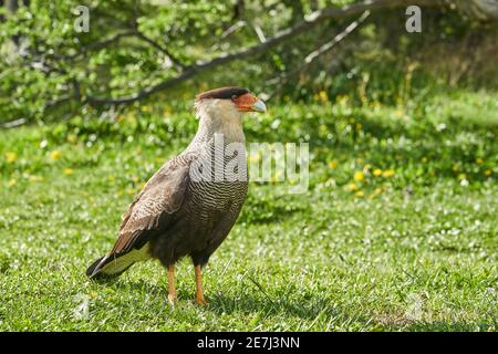 Caracara plancus è un uccello comune di preda essere Trovato in tutta Patagonia in Argentina e Cile Foto Stock