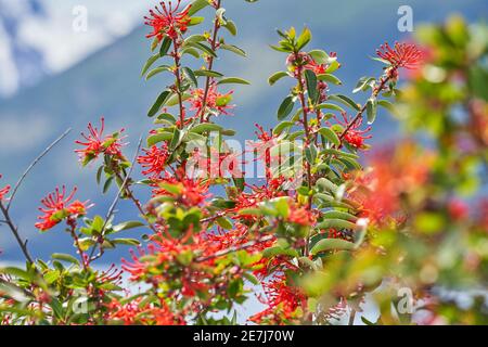 Il focolare di Embothrium lanceolatum si trova in Argentina e Cile, in Sud america, vicino al ghiacciaio Perito Moreno, nel parco nazionale del ghiacciaio Foto Stock