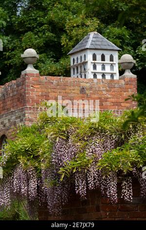 Wisteria Floribunda Rosea a Stone House Cottage Garden Foto Stock