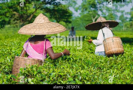 Grande cappello di bambù e cesto di raccolta intessuto da bambù indossato da donna che raccoglie foglie di tè sulla piantagione vicino Jorhat, Assam, India. Foto Stock