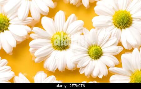 Primo piano splendidi fiori bianchi a margherita su acqua giallo brillante sfondo Foto Stock