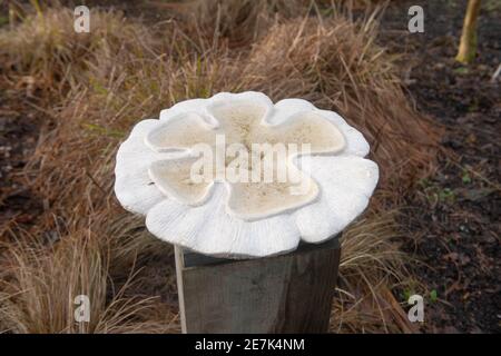 White Stone Bird Bath circondato da Foliage invernale di un erba ornamentale in un confine erbaceo in un Country Cottage Garden in Devon Rurale, Inghilterra Foto Stock