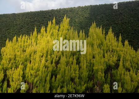 Giallo dorato brillante Evergreen Foliage di un arbusto di erborea (Erica arborea var. Alpine F. aureifolia 'oro di Alberto) che cresce di fronte ad un orlo di Yew Foto Stock
