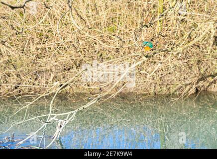 Vista della linea dell'occhio del livello dell'acqua Kingfisher singolo, arroccata sul ramo Sul fiume con fogliame denso in background in hertfordshire Inghilterra Foto Stock