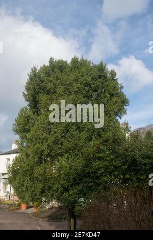 Inverno Foliage di un albero di ginepro siriano Evergreen (Juniperus drupacea) che cresce in un giardino nel Devon Rurale, Inghilterra, Regno Unito Foto Stock