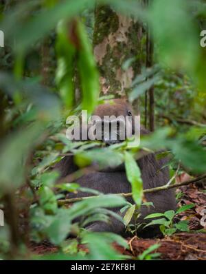 Western Lowland Gorilla (Gorilla gorilla gorilla) ricatto maschile del gruppo di Atananga, Loango National Park, Gabon, Africa centrale. Endang critico Foto Stock