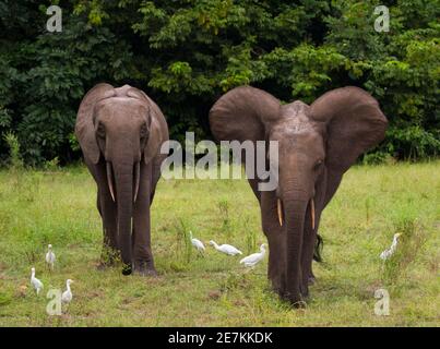 Elefanti della foresta africana (Loxodonta cyclotis) con Erette di bestiame (Bubulcus ibis), Parco Nazionale di Loango, Gabon. Foto Stock