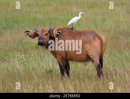 Foresta Africana o Buffalo nano (Syncerus caffer nanus) con Egret bovino (Bubulcus ibis) sul retro, Parco Nazionale di Loango, Gabon, Africa centrale. Foto Stock