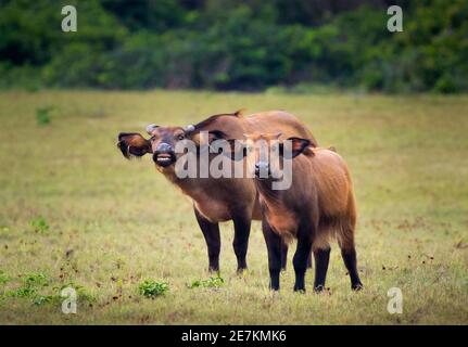 Foresta Africana o Buffalo nano (Syncerus caffer nanus) madre e giovane, Loango National Park, Gabon, Africa centrale. Foto Stock