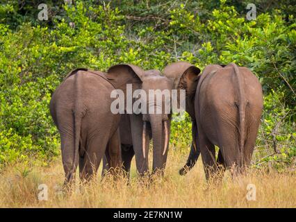 Elefante della foresta africana (Loxodonta cyclotis), Parco Nazionale di Loango, Gabon, Africa centrale. Foto Stock