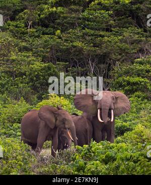 Elefante della foresta africana (Loxodonta cyclotis), famiglia in stretta formazione protettiva con i giovani nel centro, Parco Nazionale di Loango, Gabon. Foto Stock