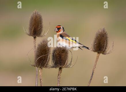 Goldfinch (Carduelis carduelis) in teasel, Rye Harbor Nature Reserve, Rye, East Sussex, UK Foto Stock