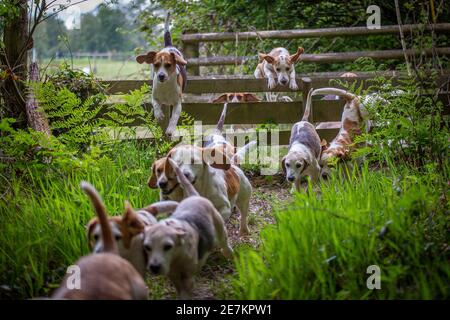 border beagle hound club hounds jumpng ver una recinzione Foto Stock