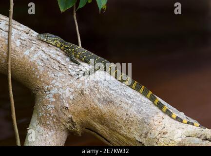 Ornate Monitor lucertola (Varanus ornatus) Parco Nazionale di Loango, Gabon, Africa centrale. Foto Stock