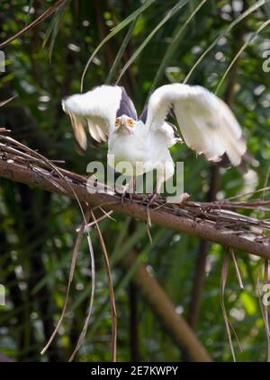 Avvoltoio di palma (Gypohierax angolensis) decollo, Parco Nazionale di Loango, Gabon. Foto Stock