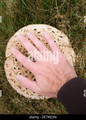 Parasol Mushroom (Macrolepiota procera) mostrato qui contro la mano adulta per scala, Sussex, UK Foto Stock