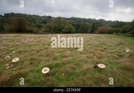 Parasol Mushroom (Macrolepiota procera) Grande anello di fata, Sussex occidentale, Inghilterra, Regno Unito Foto Stock