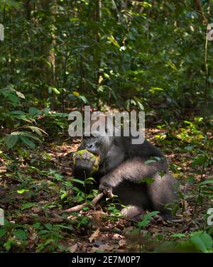 Western Lowland Gorilla (Gorilla gorilla gorilla) silverback chiamato Kamaya alimentazione sulla frutta, parte del gruppo Atanga, Loango National Park, Gabon, cen Foto Stock