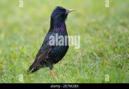 Starling comune (Sturnus vulgaris) su prato, Sussex occidentale, Regno Unito. Maggio Foto Stock