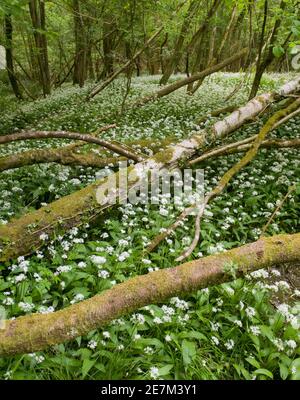 Aglio selvatico (Allium ursinum) Sussex occidentale, Regno Unito. Maggio Foto Stock