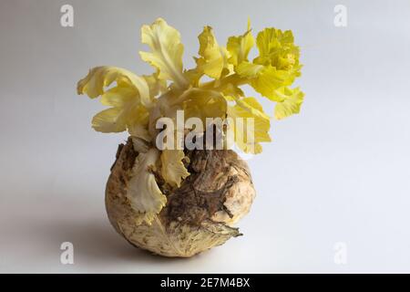 La vecchia testa di cavolo da esso cresce una nuova vista superiore del germoglio. Cavolo germogliato su sfondo beige. Foglie giovani di cavolo bianco. Germe germogliato da una c. Foto Stock