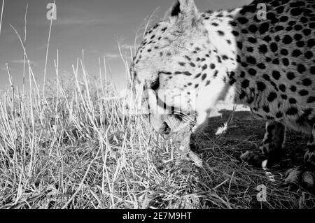 Un jeetha nel Kalahari namibiano - dove un terzo del mondo jettha popolazione vive. Foto Stock