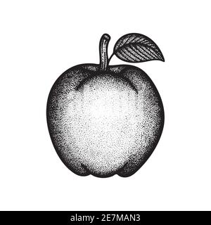Illustrazione vettoriale disegnata a mano da Apple. Apple con grafica del contorno delle foglie. Disegno di schizzo Apple. Parte del set. Illustrazione Vettoriale