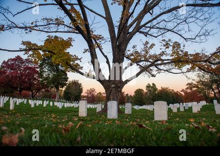 Il crepuscolo cade dei terreni del Cimitero Nazionale di Arlington, dove le ultime foglie d'autunno si aggrappano ad un acero. Foto Stock