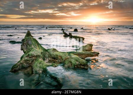 La foresta sommersa di Borth a Ceredigion, Galles centrale. Accessibile solo a bassa marea, è una foresta sommersa Foto Stock