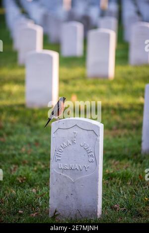 Un ladro americano (Turdus migratorius) siede in cima ad una lapide al cimitero nazionale di Arlington, Virginia. Foto Stock