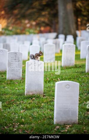 Uno scoiattolo grigio orientale (Sciurus carolinensis) siede sulla cima di una lapide che nidia un'acorn al cimitero nazionale di Arlington ad Arlington, Virginia. Foto Stock