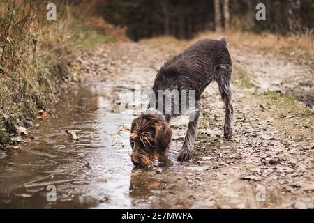 Il barbu tcheck beve acqua da un pozze su una strada forestale nel mezzo delle montagne di Beskydy. Cane da caccia ha sete. Amico dell'uomo, fedele servo. PICT Foto Stock