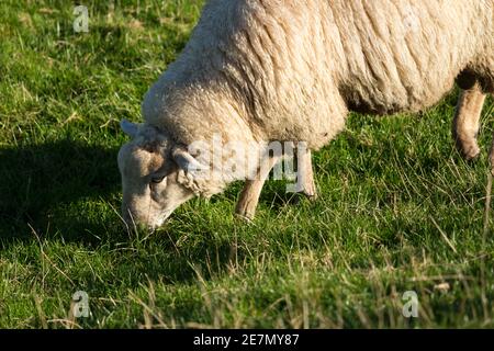 Schaf auf der Wiese - Deichschafe - Una pecora bianca che pascolano su erba verde in un pascolo illuminato dal sole. Foto Stock