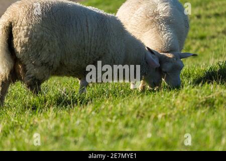 Schaf auf der Wiese - Deichschafe - due pecore che pascolano su un prato verde rigoglioso sotto la luce del sole. Foto Stock