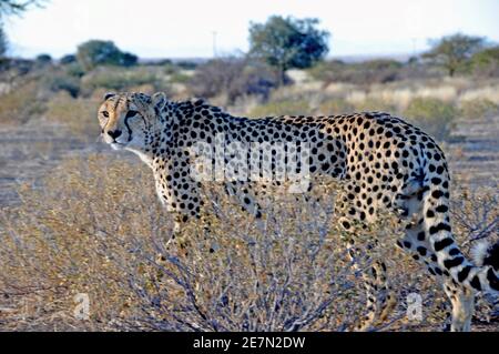 Un Jeetha nel Kalahari namibiano, dove un terzo della popolazione mondiale vive. Foto Stock