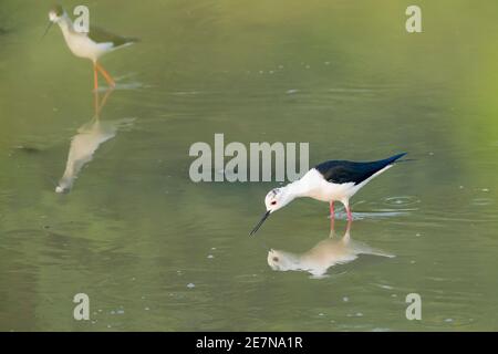 Pied Avocet (Recurvirostra avosetta) Foto Stock