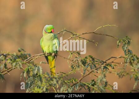 Parakeet (Psittacula krameri) arroccato su un ramo Foto Stock