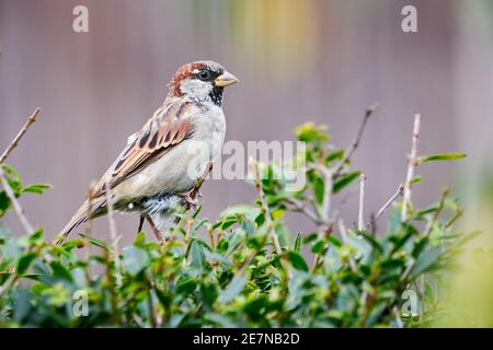 Casa passera uccello maschio (Passer domesticus) Foto Stock