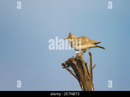 Crested Lark (Galerida cristata) Foto Stock