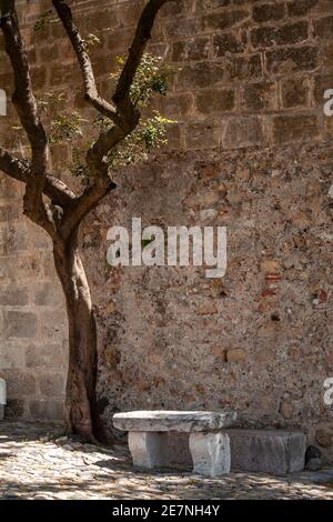 Albero nel cortile del castello di St George, Lisbona, Portogallo Foto Stock