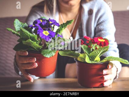 Due vasi di fiori con fiori tenuti da una donna Foto Stock