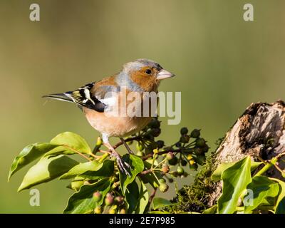 Maschio chaffinch foraging su un freddo giorno di inverni a metà Galles Foto Stock